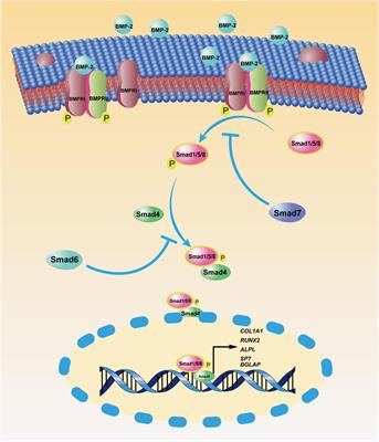 Frontiers | To B (Bone Morphogenic Protein-2) Or Not To B (Bone ...